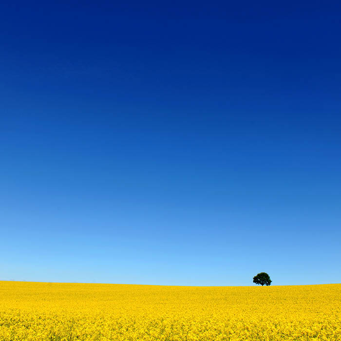 Et ensig tre p en gul blomstrende raps ker. Raps. Bl  himmel. Ensom. A tree on a yellow blooming rapeseed field. Foto: Frank May / NTB scanpix