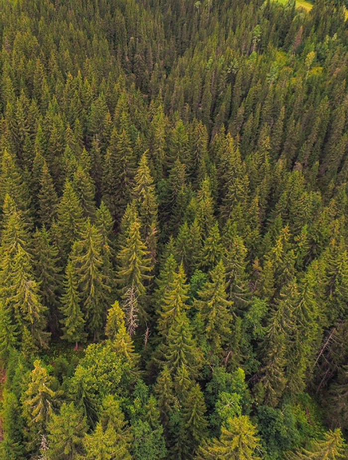 Nord-Torpa 20160801. En skogsbilvei gjennom en skog i Nord-Torpa i Nordre Land. Foto: Stian Lysberg Solum / NTB