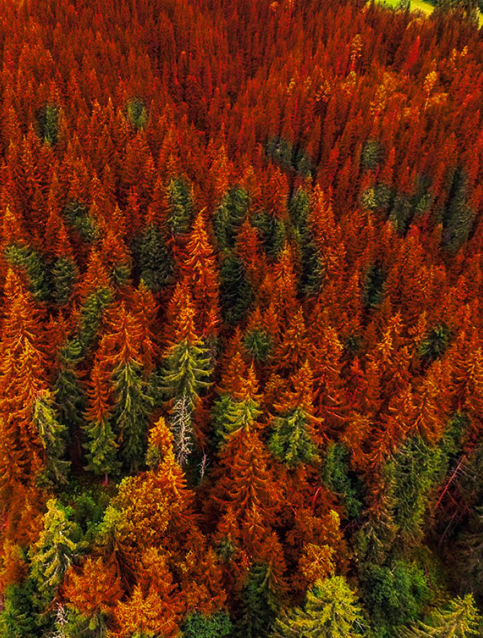 Nord-Torpa 20160801. En skogsbilvei gjennom en skog i Nord-Torpa i Nordre Land. Foto: Stian Lysberg Solum / NTB