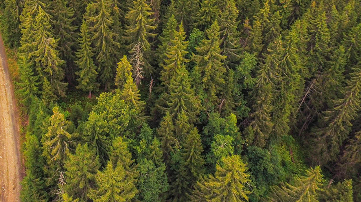 Nord-Torpa 20160801. En skogsbilvei gjennom en skog i Nord-Torpa i Nordre Land. Foto: Stian Lysberg Solum / NTB