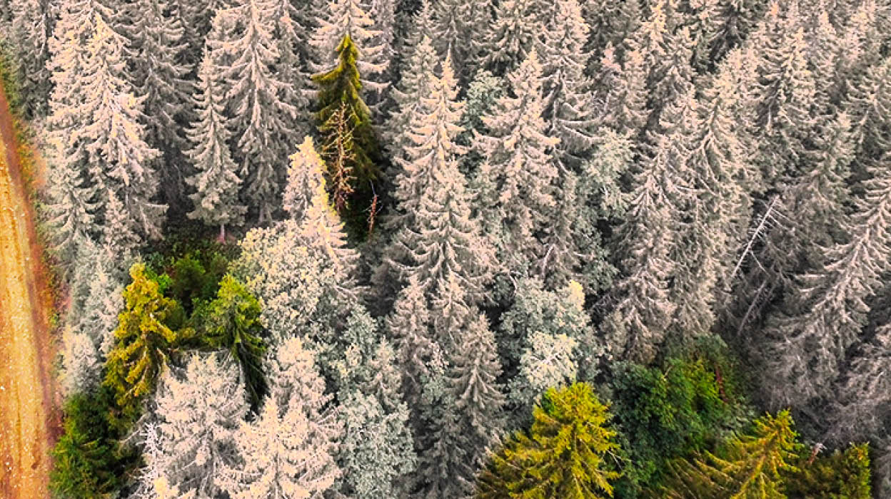 Nord-Torpa 20160801. En skogsbilvei gjennom en skog i Nord-Torpa i Nordre Land. Foto: Stian Lysberg Solum / NTB