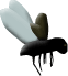 Fb1